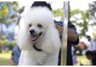 ¿Buscando planes para el fin de semana? Disfruta con la familia y las mascotas del Pet Fest
