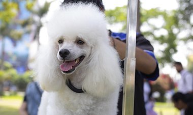 ¿Buscando planes para el fin de semana? Disfruta con la familia y las mascotas del Pet Fest