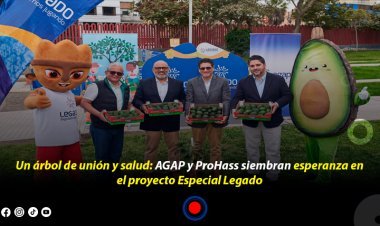 Árbol de Palta Hass Plantado en el Proyecto Especial Legado por AGAP y ProHass