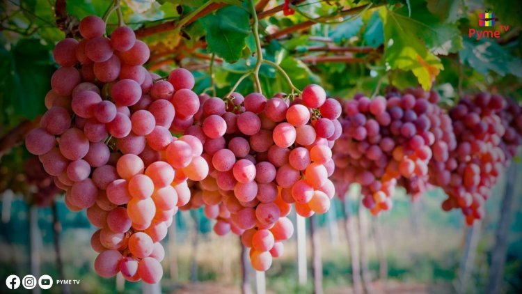 PERÚ SE CONSOLIDA COMO EL SEGUNDO MAYOR PROVEEDOR MUNDIAL DE FRUTAS FRESCAS A ESTADOS UNIDOS EN 2023