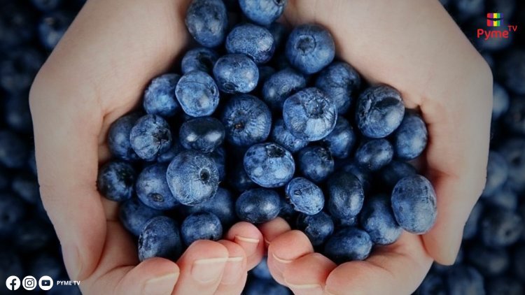 SENASA AUTORIZA IMPORTACIÓN DE 200,000 PLANTAS CHILENAS PARA IMPULSAR LA AGRICULTURA PERUANA