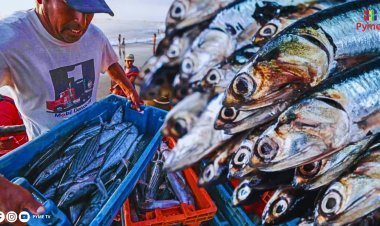 PRODUCE AUTORIZA INICIO DE TEMPORADA DE PESCA DE ANCHOVETA