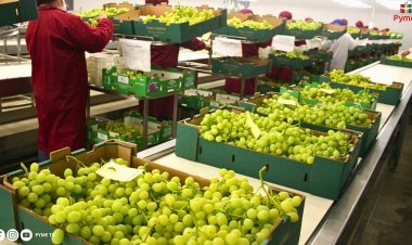 PERÚ ESCALARÁ AL OCTAVO LUGAR EN EXPORTACIÓN DE FRUTAS EN ESTE AÑO