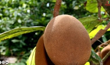 IMPULSAN EL FRUTO DEL COPOAZÚ PARA SU COMERCIALIZACIÓN