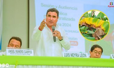 PIURA: LANZAN PLAN INTEGRAL CONTRA PLAGA QUE AFECTA EL SECTOR BANANERO