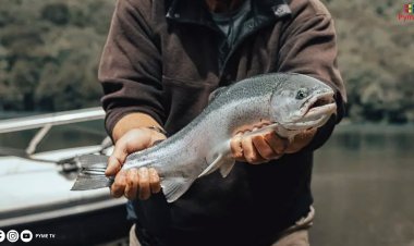 INICIAN VEDA REPRODUCTIVA PARA LA TRUCHA ARCO IRIS EN HUANCAVELICA