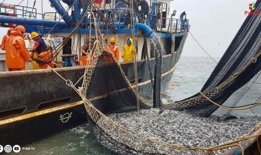 PRIMERA TEMPORADA DE ANCHOVETA GENERÓ US$1.800 MILLONES