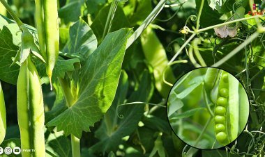 DRAP: PIURA IMPULSA LA PRODUCCIÓN DE ARVEJA CON INSTALACIÓN DE 50 HA