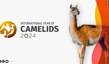 CUSCO SE PREPARA PARA EL "FESTICAMÉLIDOS 2024" CON EL RESPALDO DE MIDAGRI