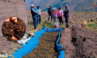 IMPULSAN PRODUCCIÓN DE HUMUS DE LOMBRIZ PARA MEJORAR AGRICULTURA