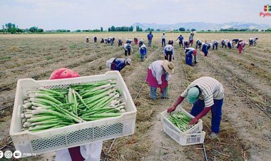 PROYECCIONES OPTIMISTAS PARA LA AGRICULTURA EN 2024-2025, CULTIVOS AUMENTARÁN 4.3% POR CONDICIONES CLIMÁTICAS FAVORABLES