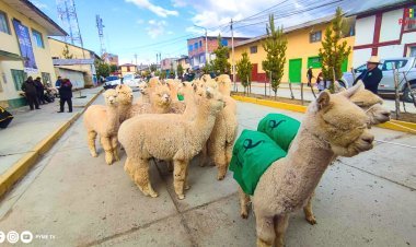 IMPULSO AL VALOR GENÉTICO DE ALPACAS: GOBIERNO DISTRIBUYE 258 REPRODUCTORES EN 7 REGIONES DEL PERÚ
