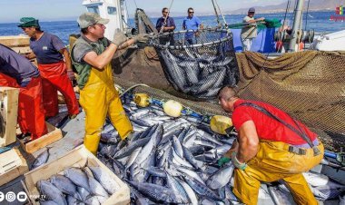 EL PBI PESQUERO CRECE UN 14.9% EN JULIO IMPULSADO POR EL AUMENTO EN DESEMBARQUES