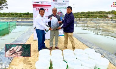 PRODUCE IMPULSA LA ACUICULTURA EN LAMBAYEQUE CON ENTREGA DE ALEVINES DE TILAPIA