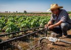 Impulsan riego tecnificado para mejorar productividad agrícola y uso eficiente del agua