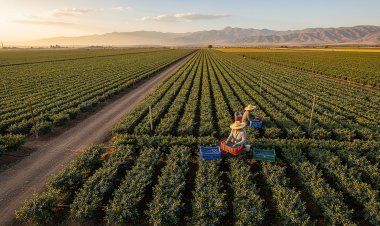 Sector agropecuario peruano registra crecimiento de 5.5% entre enero y octubre de 2025