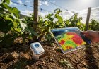 Riego Inteligente: Sensores IoT y satélites salvan la campaña de agroexportación frente al calor extremo de este 2026