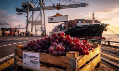 Hito Histórico: El Corredor "Agro-Chancay" reduce a 22 días el viaje de la uva peruana a Shanghái